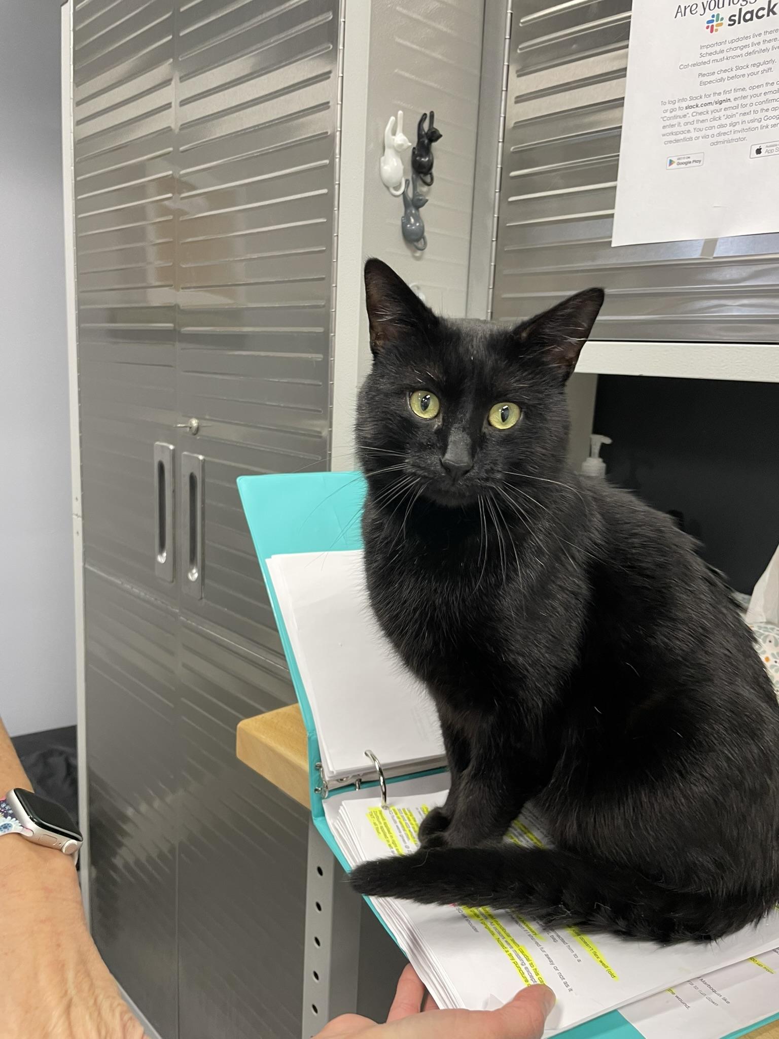 LLOYD DOBLER, adopted, Adult Male Domestic Short Hair.