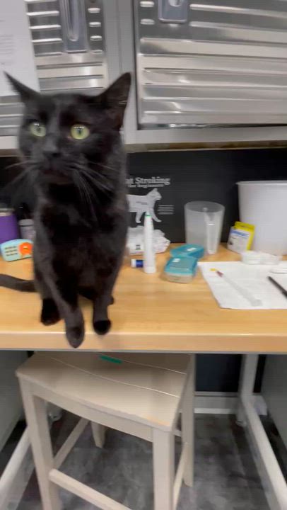 Enlarge LLOYD DOBLER, an adopted Domestic Short Hair in Grand Rapids, MI video 3/5
