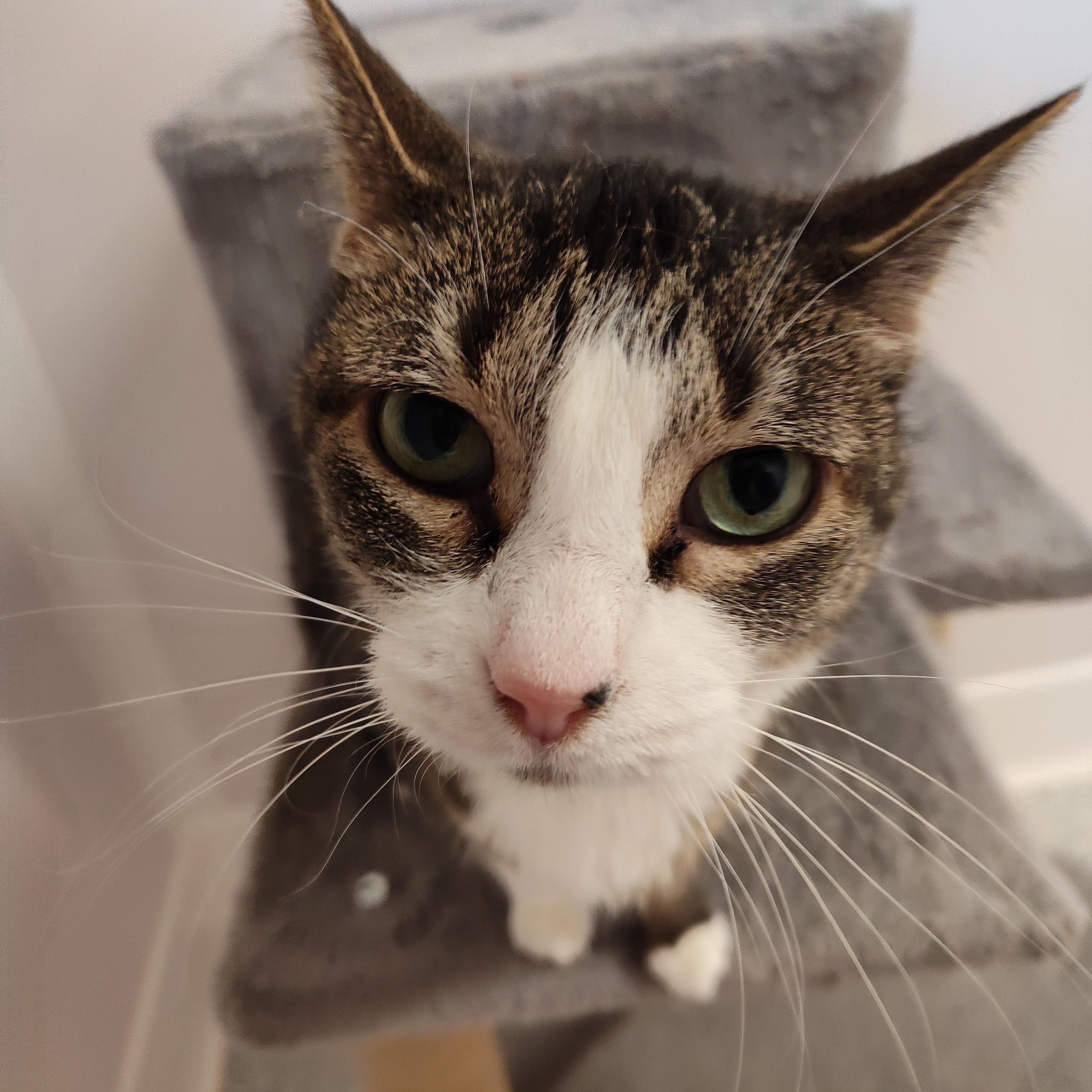 Enlarge Breslin, a Adoptable Domestic Short Hair in Stockbridge, MI image 3/4