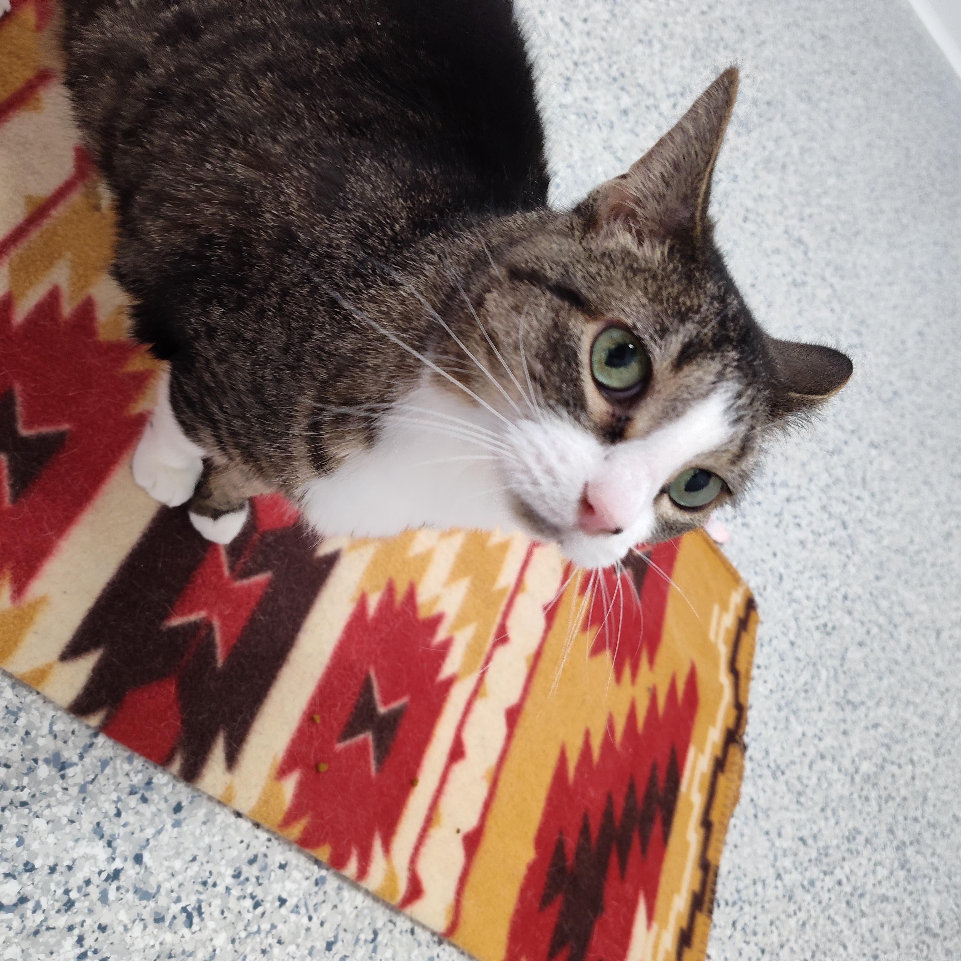 Enlarge Breslin, a Adoptable Domestic Short Hair in Stockbridge, MI image 4/4