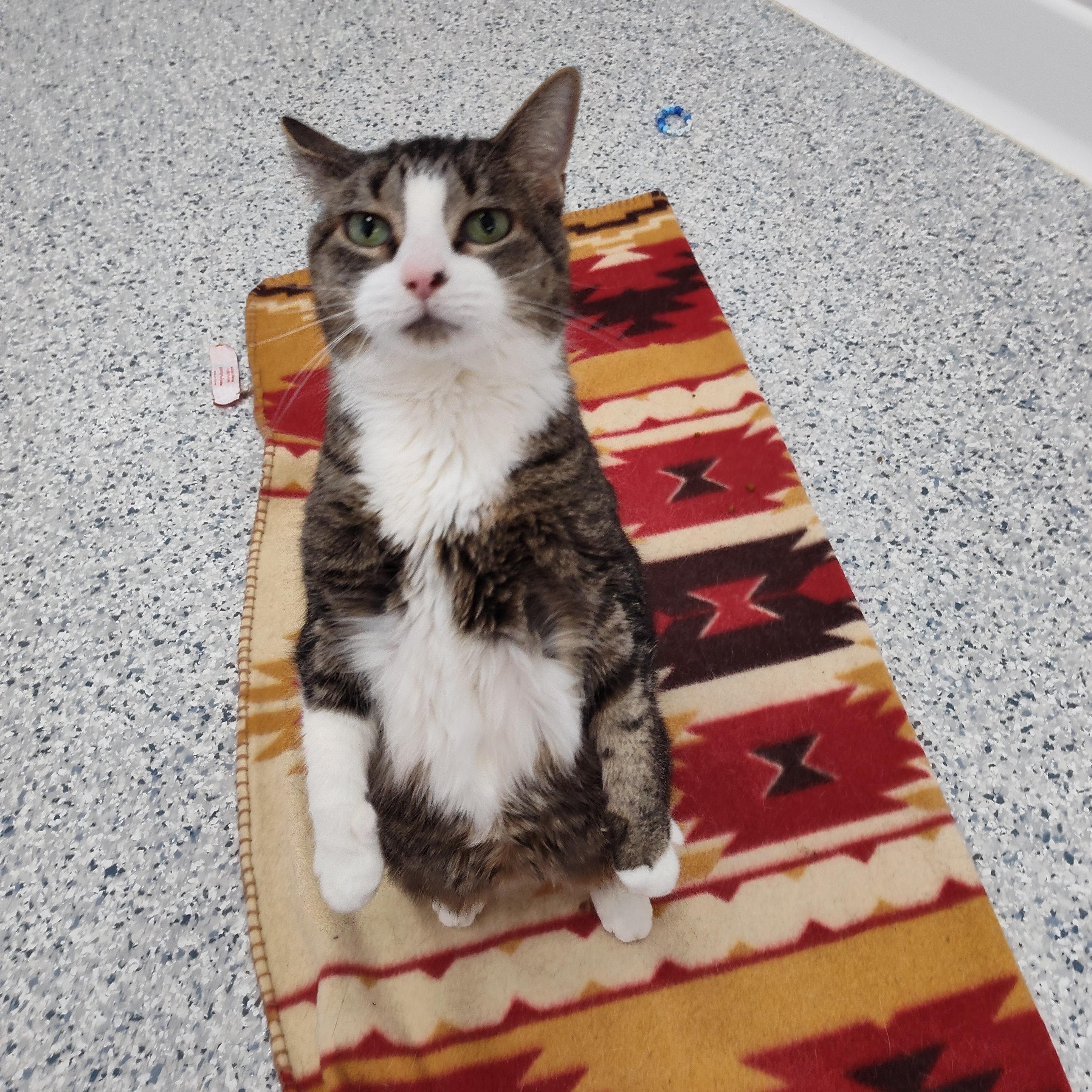 Breslin, Adoptable, Senior Female Domestic Short Hair.