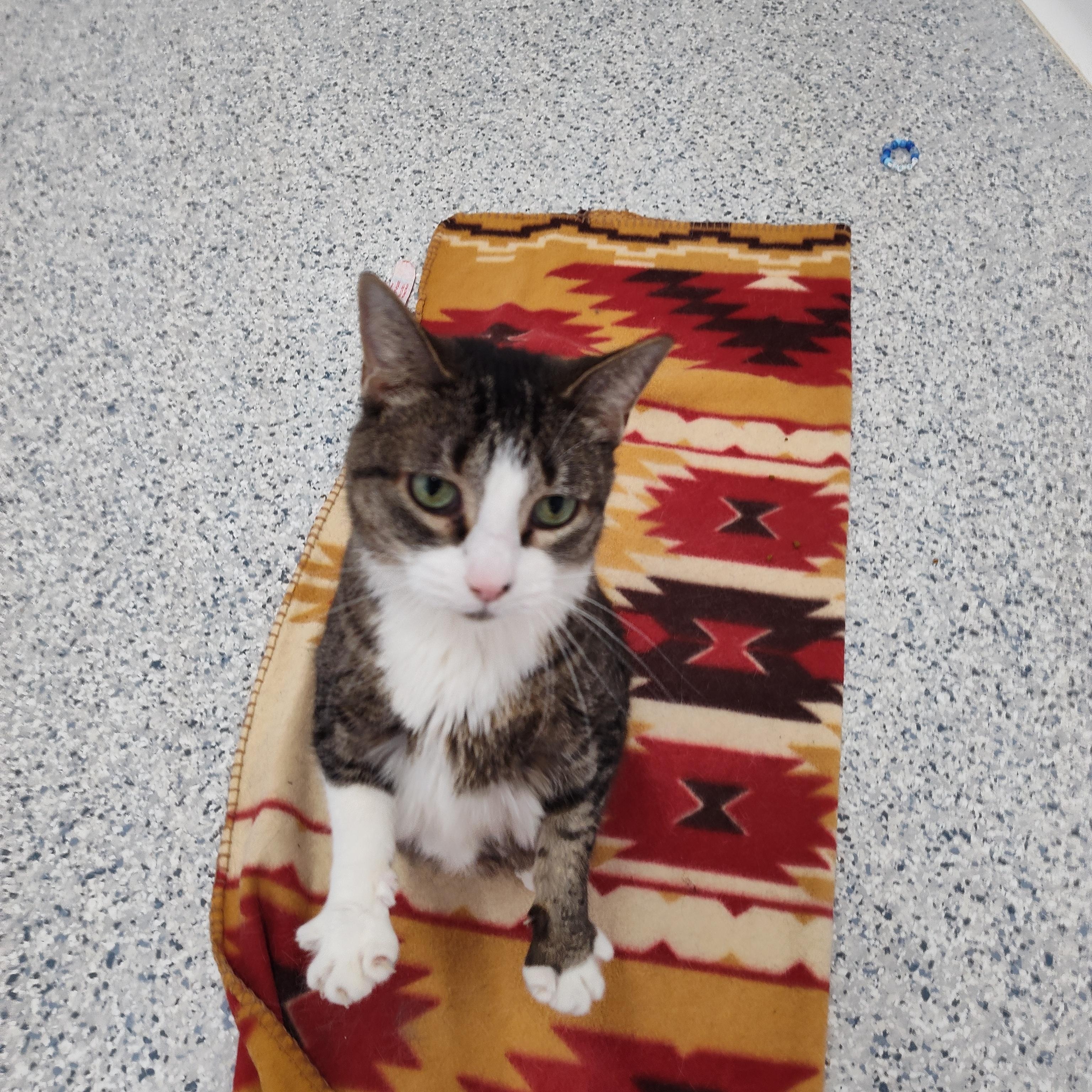 Enlarge Breslin, a Adoptable Domestic Short Hair in Stockbridge, MI image 2/4