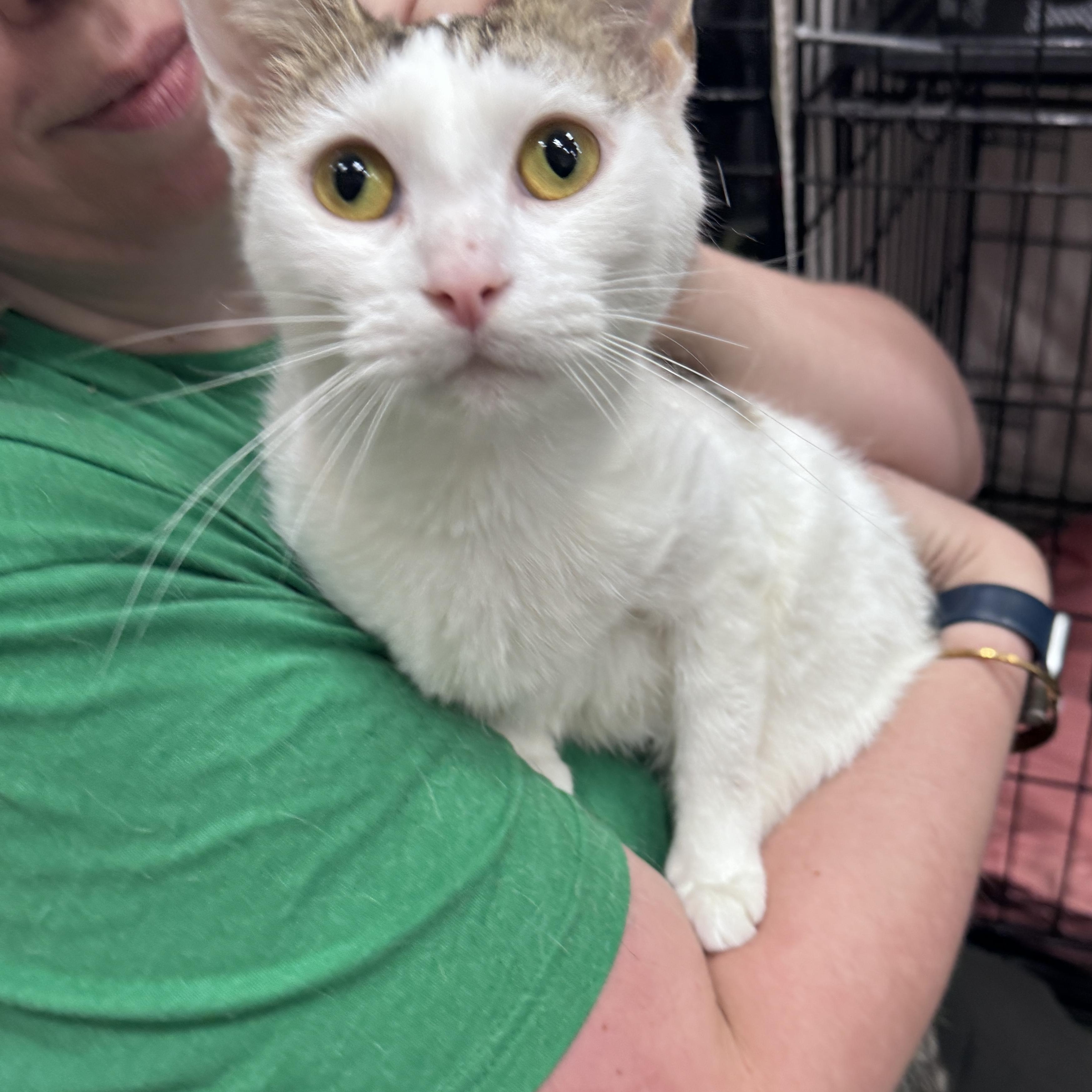 Enlarge Sensie, an adopted Domestic Short Hair in Mokena, IL image 3/4