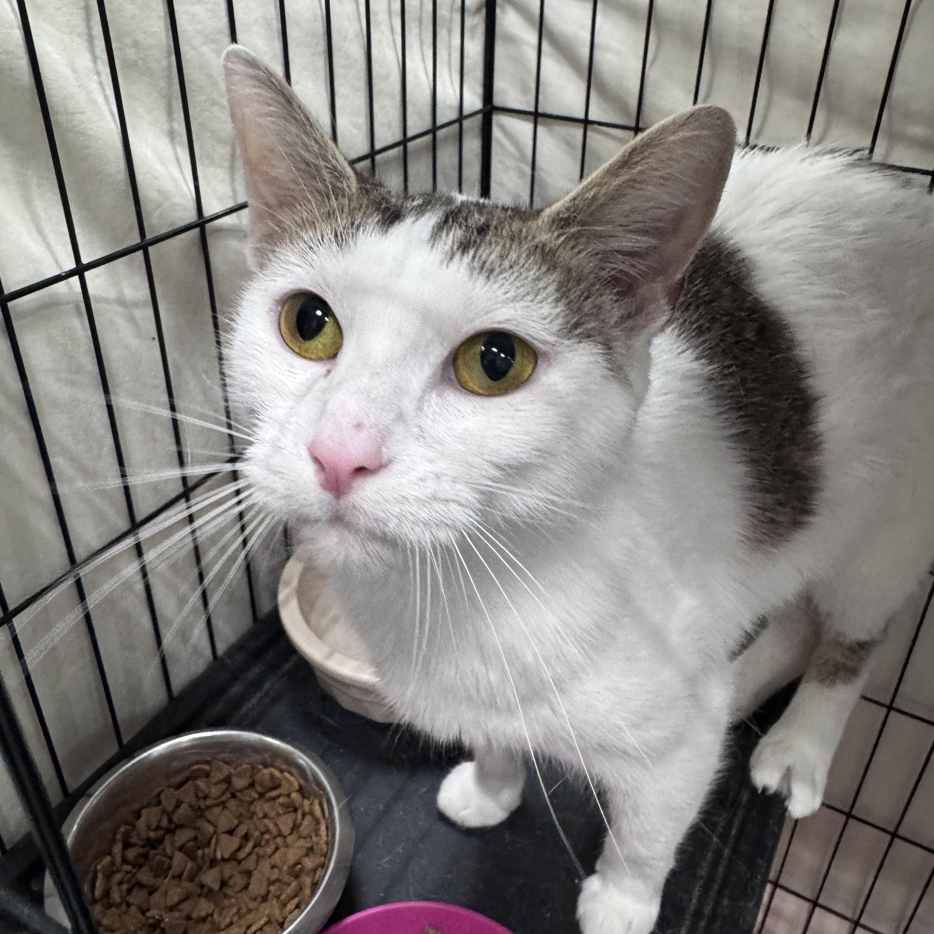 Enlarge Sensie, an adopted Domestic Short Hair in Mokena, IL image 2/4