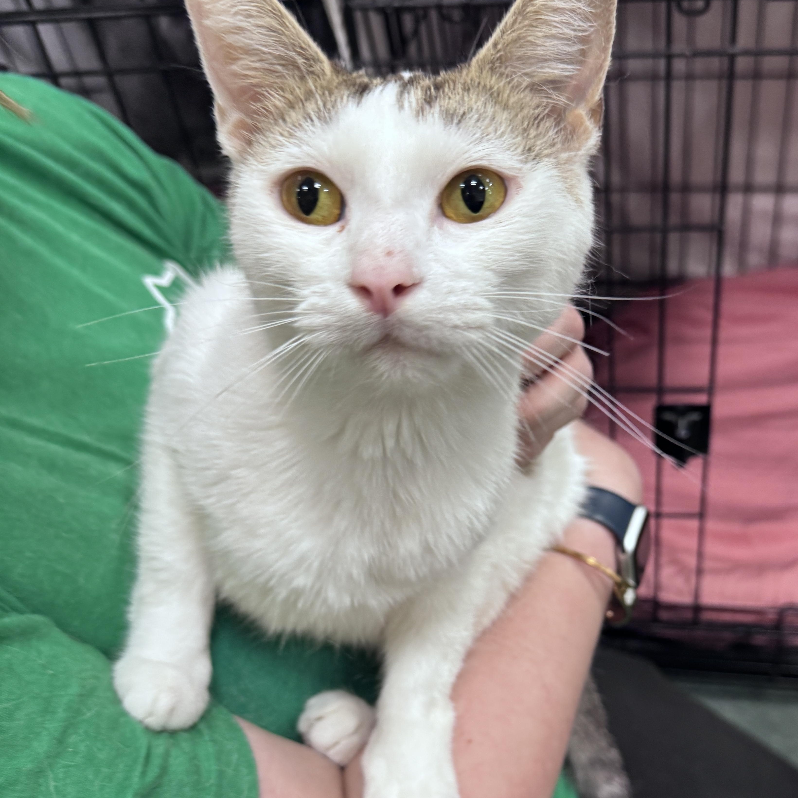 Enlarge Sensie, an adopted Domestic Short Hair in Mokena, IL image 1/4