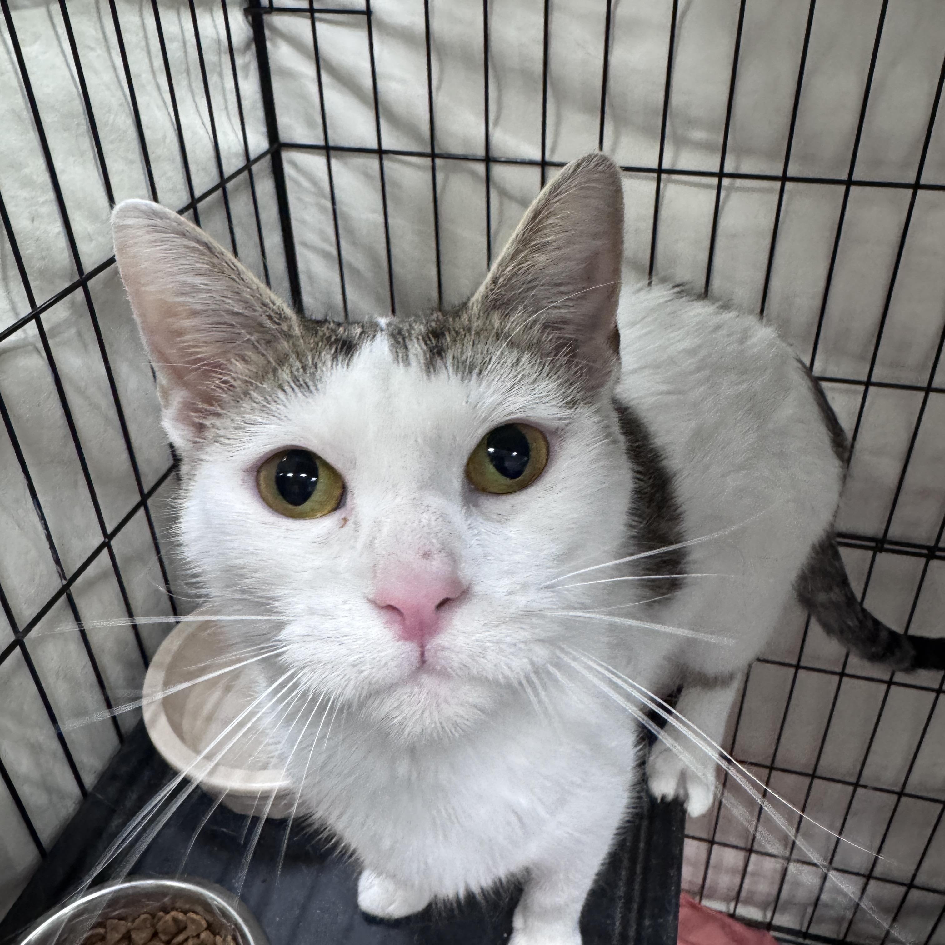 Enlarge Sensie, an adopted Domestic Short Hair in Mokena, IL image 4/4