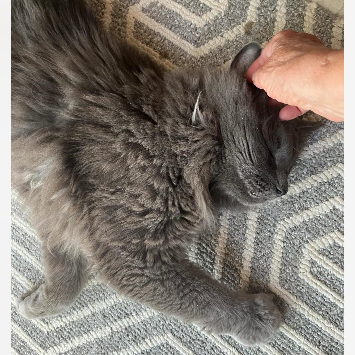 Chipi, a Adoptable mixed breed in Montreal, QC image 4/4