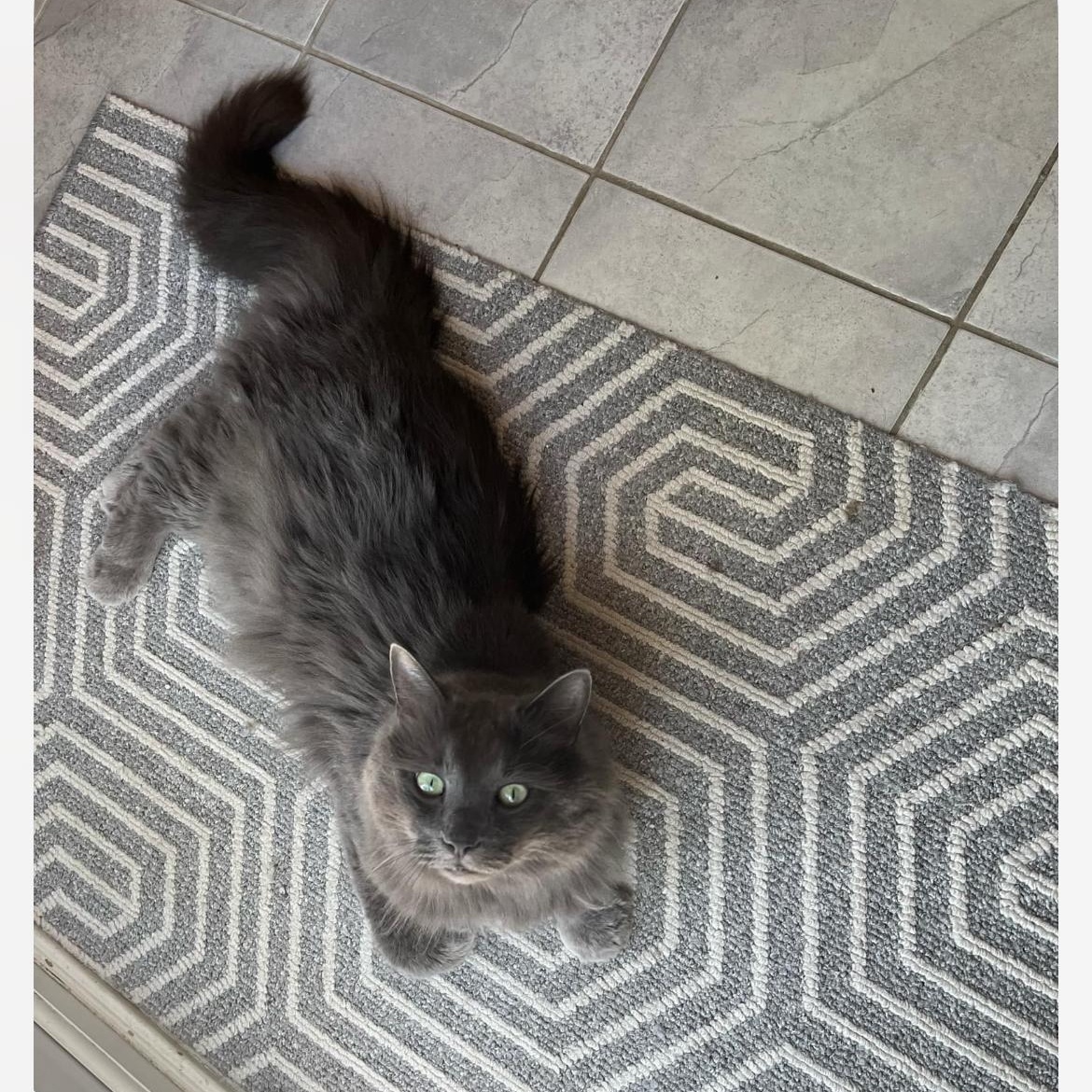 Chipi, a Adoptable mixed breed in Montreal, QC image 3/4