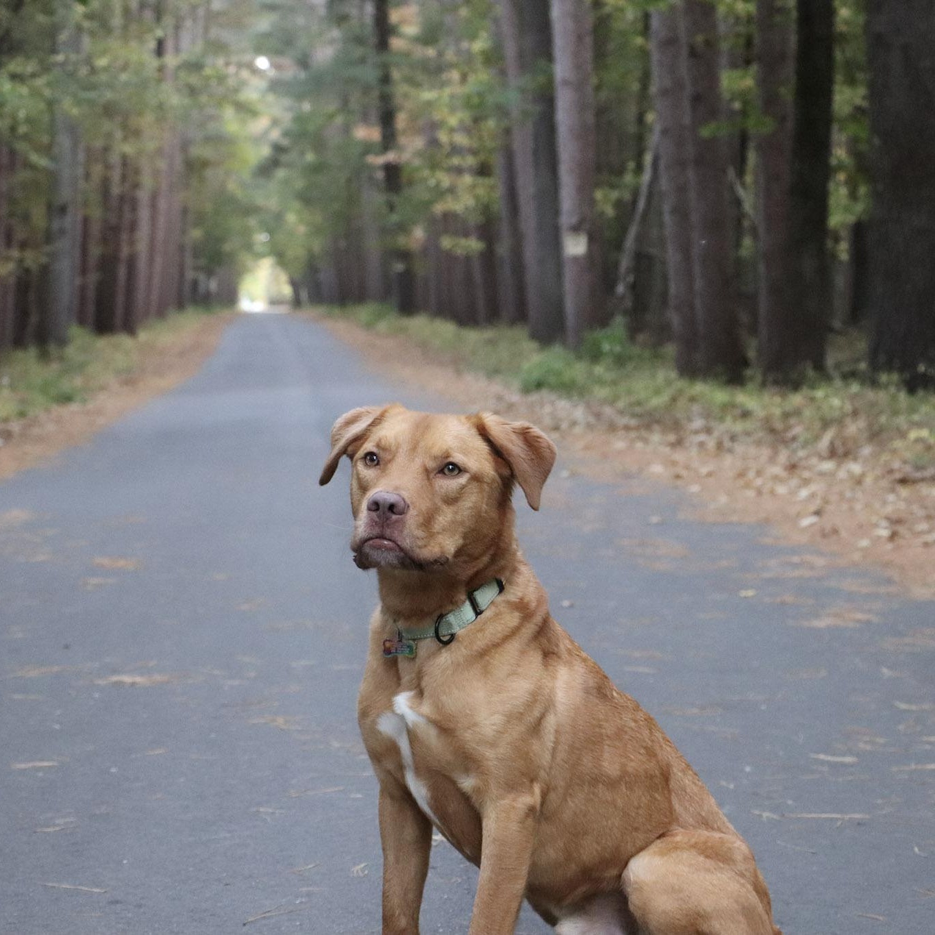Spur, an adoptable Golden Retriever, Pit Bull Terrier in Lake George, MN, 56458 | Photo Image 1