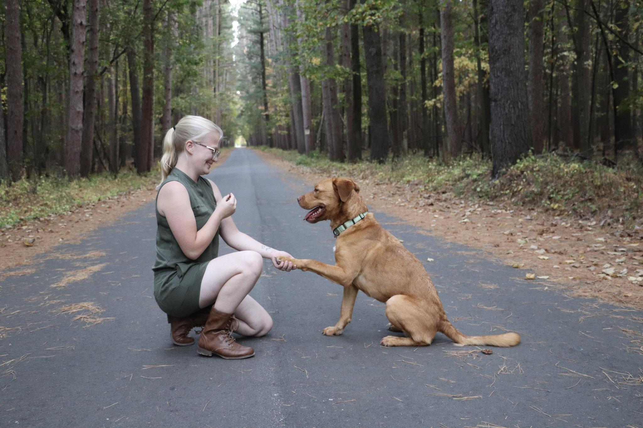 Spur, an adoptable Golden Retriever, Pit Bull Terrier in Lake George, MN, 56458 | Photo Image 6