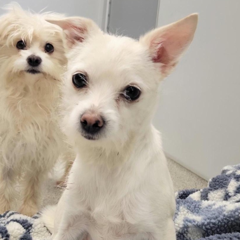 Enlarge Nala , an adopted Chihuahua in Cooperstown, NY image 1/1