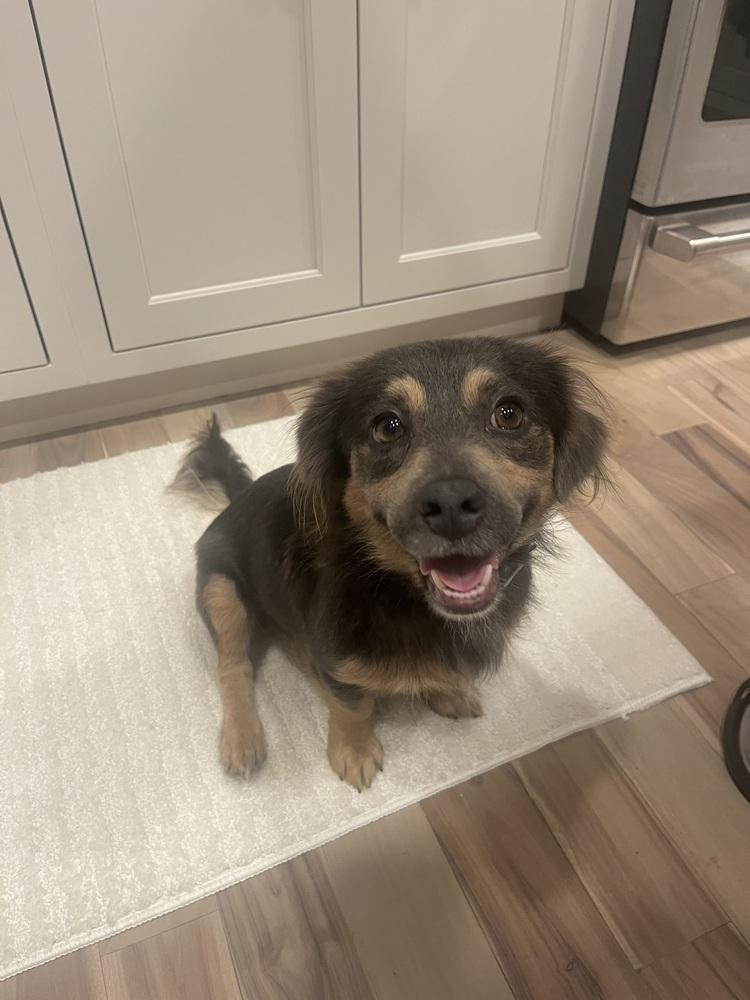Charlie, Adoptable, Adult Female Chihuahua.
