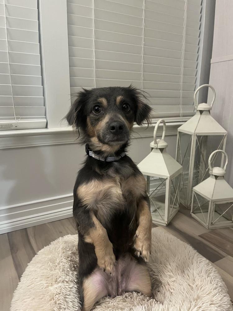 Enlarge Charlie, a Adoptable mixed breed in Jefferson Hills, PA image 5/6