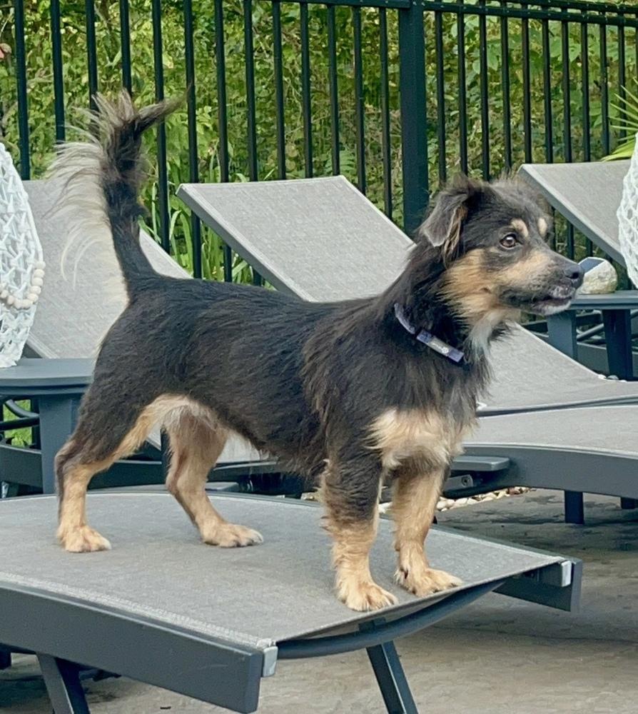 Enlarge Charlie, a Adoptable mixed breed in Jefferson Hills, PA image 6/6