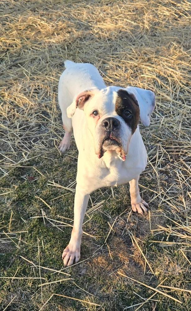 Benson, Adoptable, Senior Male Boxer.