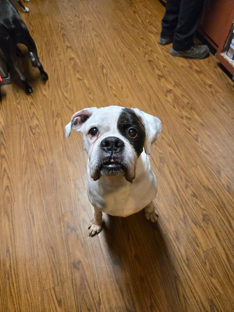 Enlarge Benson, a Adoptable Boxer in Sanford, MI image 2/2