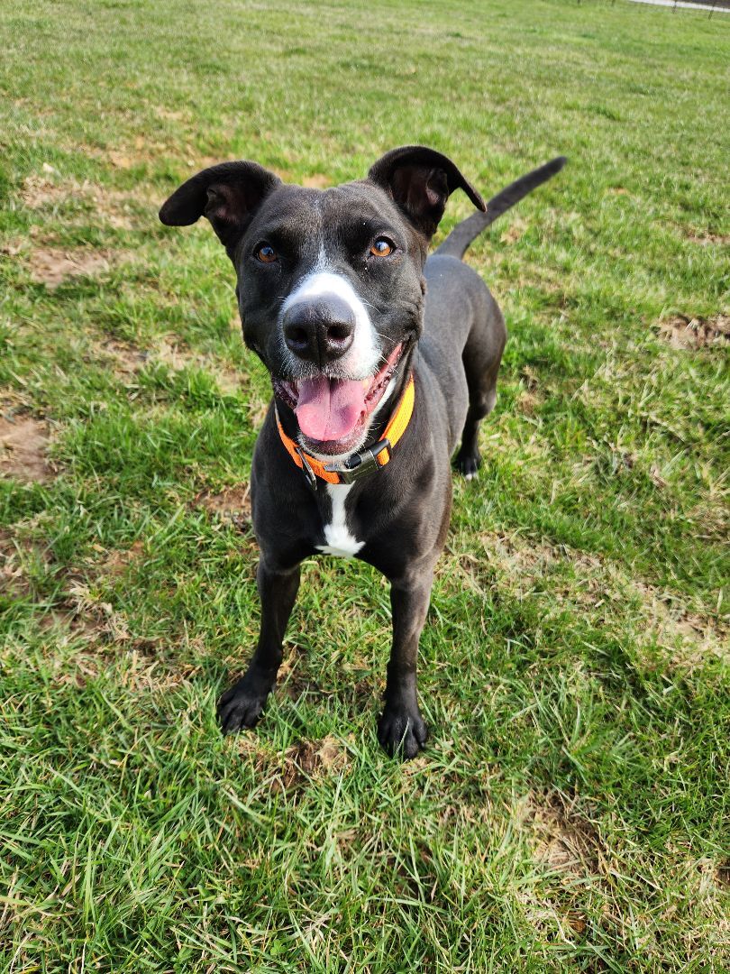 Rosie, a Adoptable mixed breed in Hawk Point, MO image 1/8
