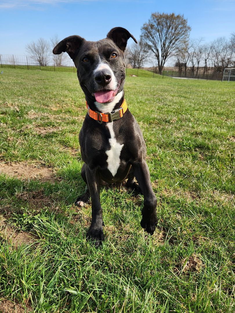 Rosie, a Adoptable mixed breed in Hawk Point, MO image 2/8