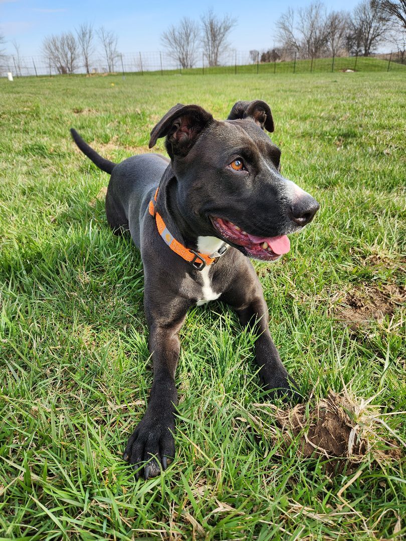 Rosie, a Adoptable mixed breed in Hawk Point, MO image 3/8