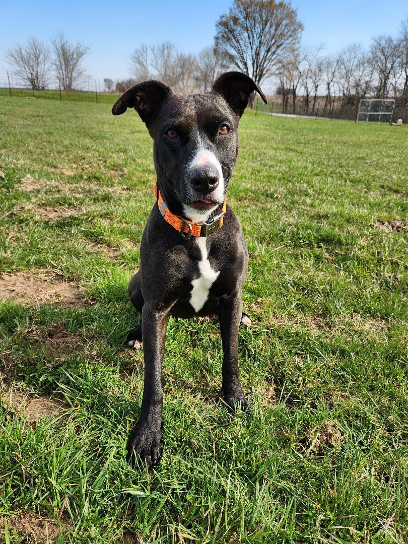 Rosie, a Adoptable mixed breed in Hawk Point, MO image 4/8