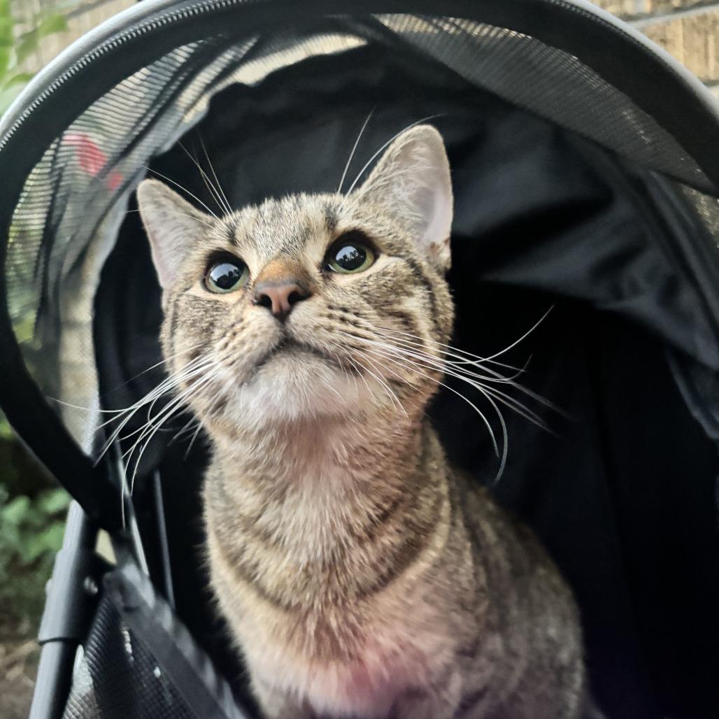 Enlarge Nova, a Adoptable Domestic Short Hair in HERNANDO, MS image 1/3