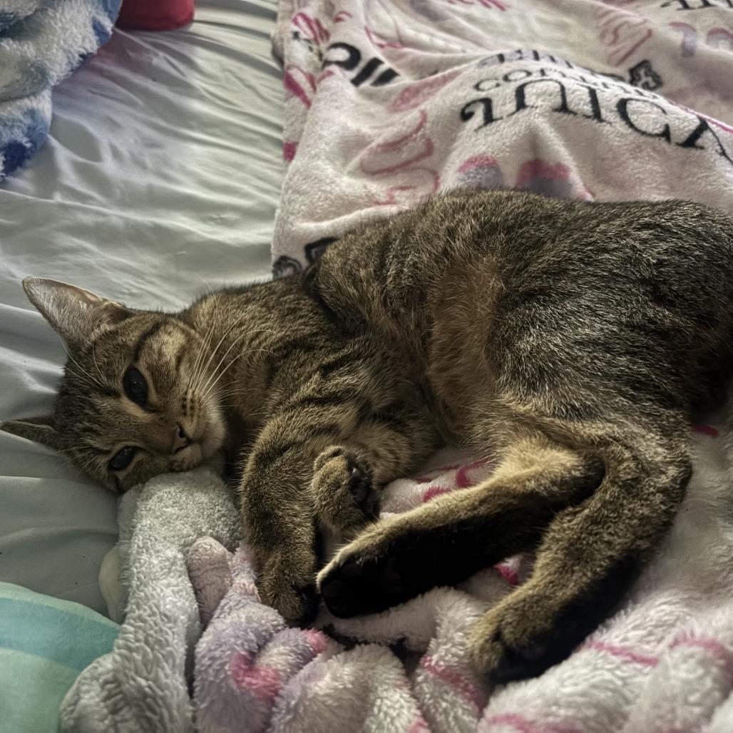 Enlarge Nova, a Adoptable Domestic Short Hair in HERNANDO, MS image 2/3