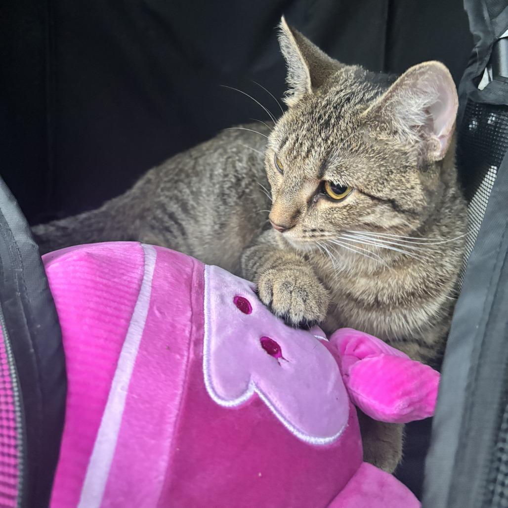 Enlarge Nova, a Adoptable Domestic Short Hair in HERNANDO, MS image 3/3