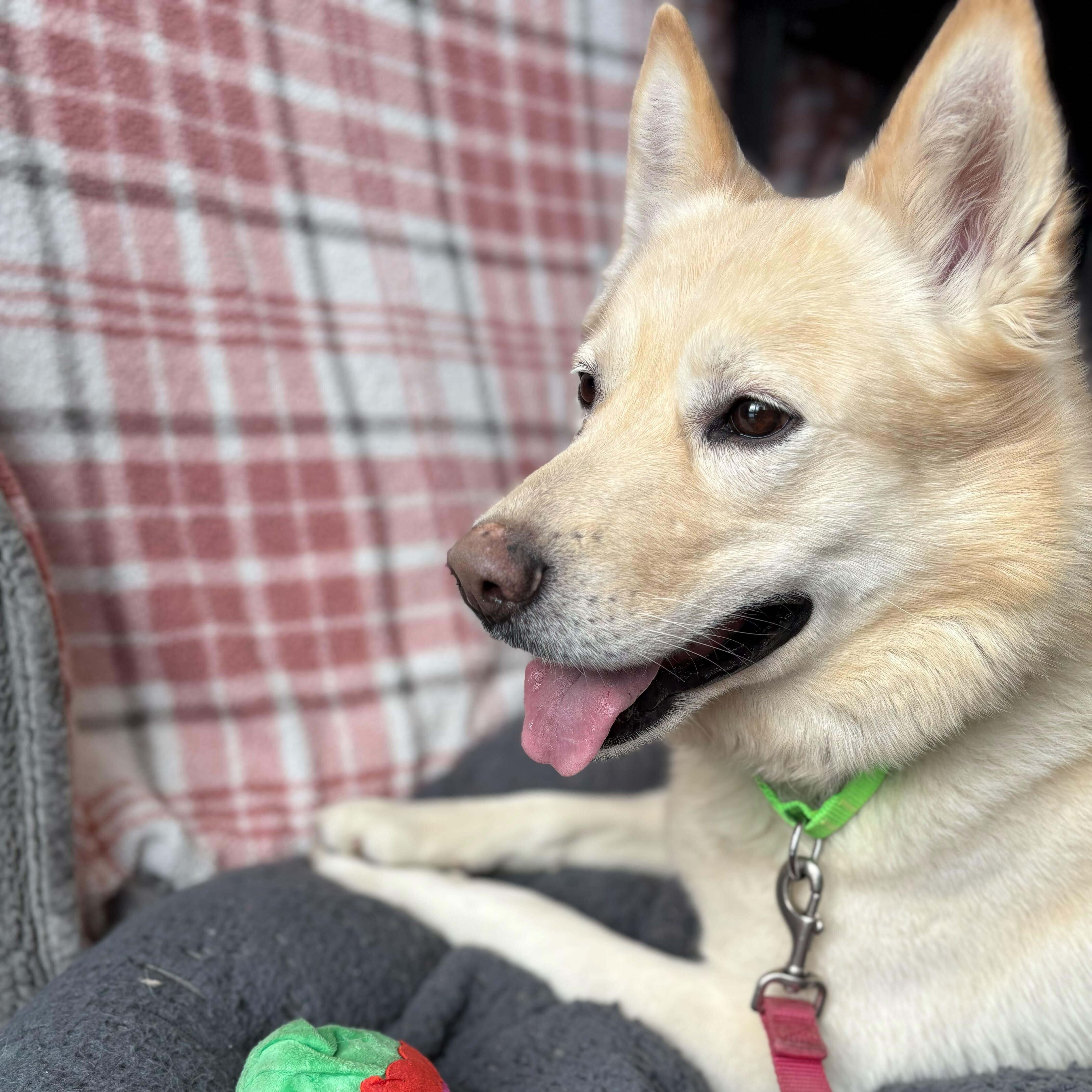 Enlarge Gunner, an adopted Mixed Breed in Jackson, MI image 2/6