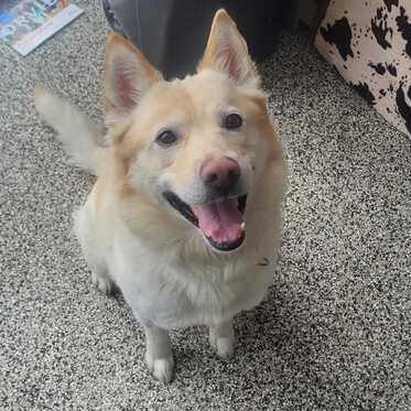 Enlarge Gunner, an adopted Mixed Breed in Jackson, MI image 5/6