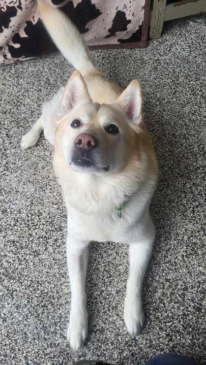 Enlarge Gunner, an adopted Mixed Breed in Jackson, MI image 6/6