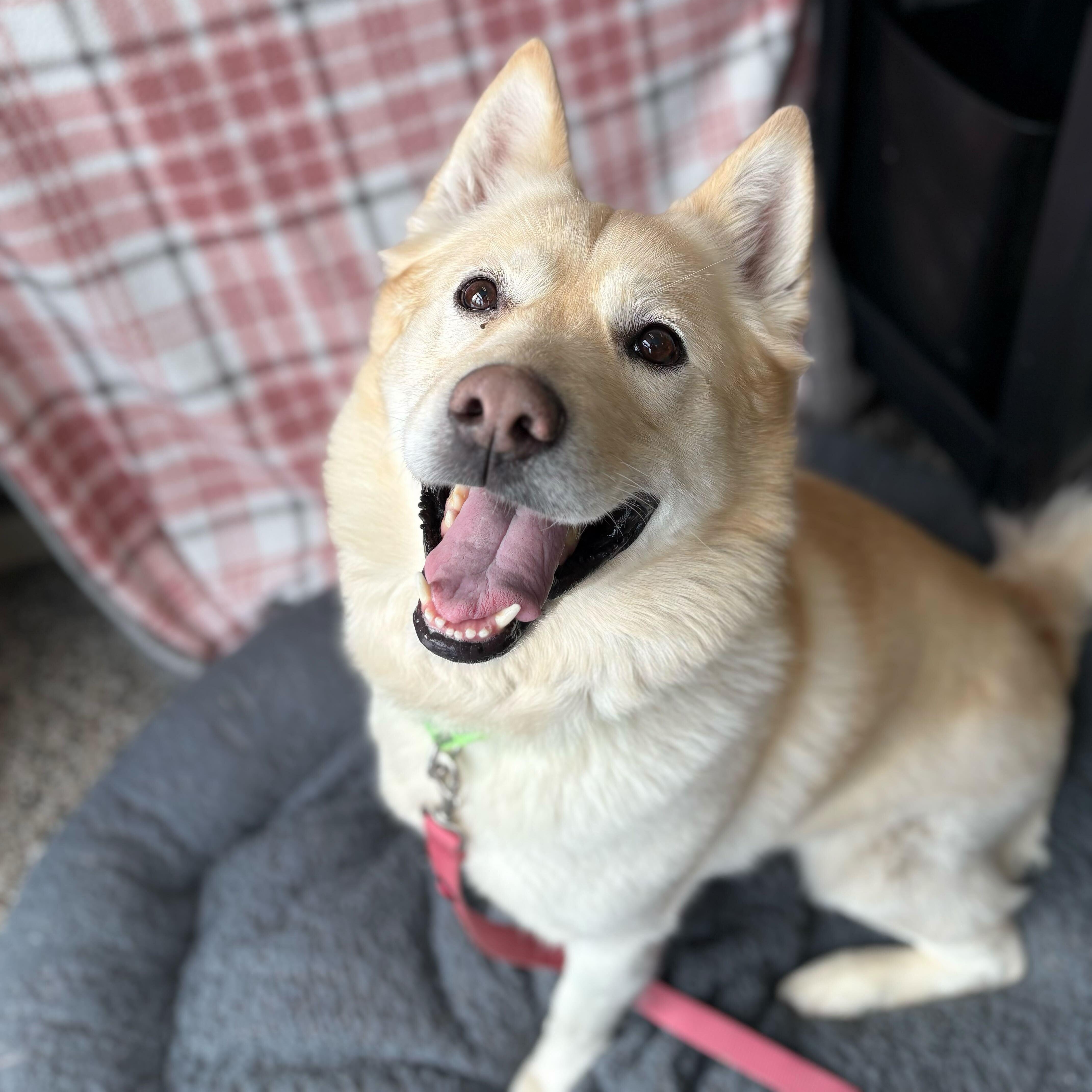 Gunner, ADOPTABLE, Adult Male Mixed Breed.