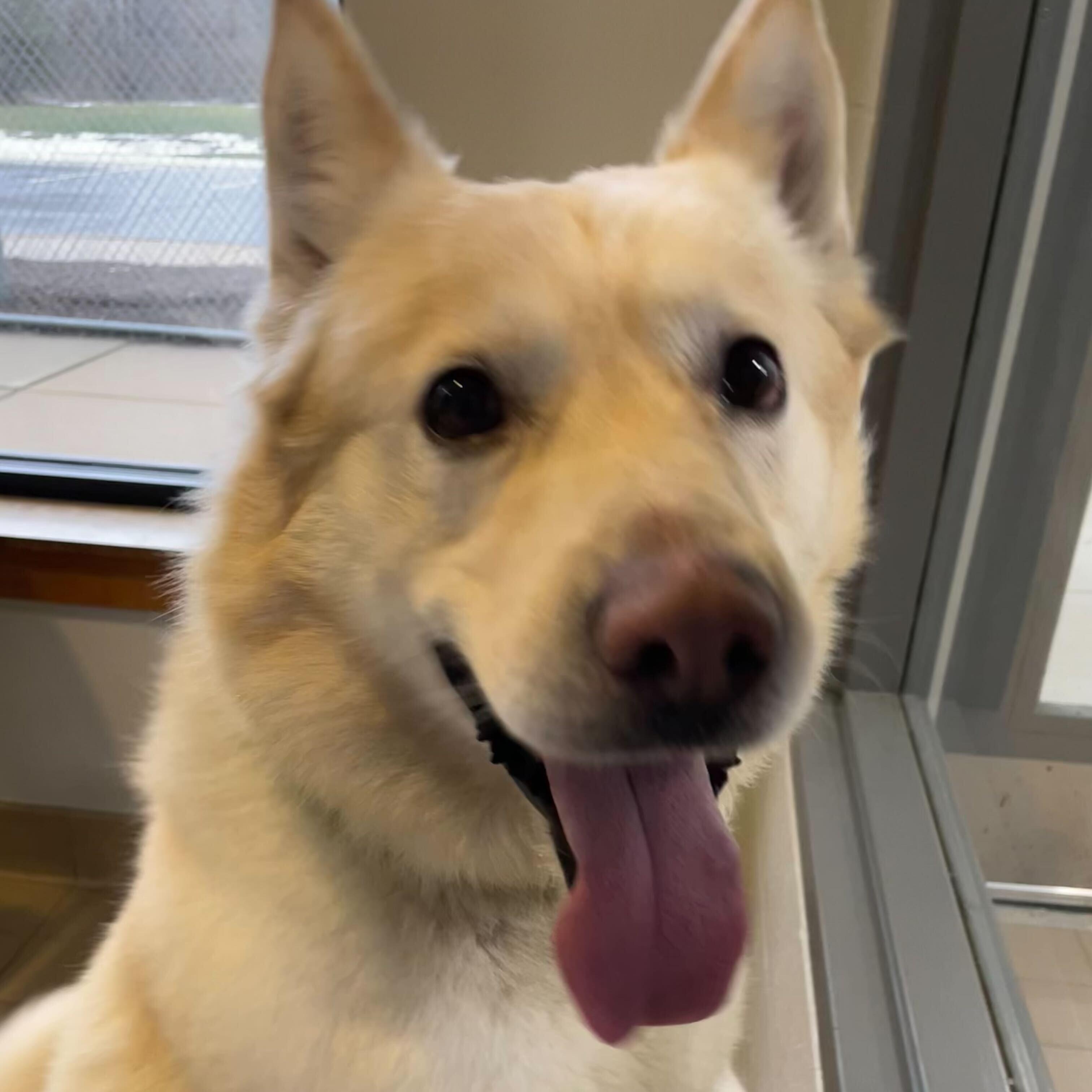 Gunner, a ADOPTABLE Mixed Breed in Jackson, MI image 1/3