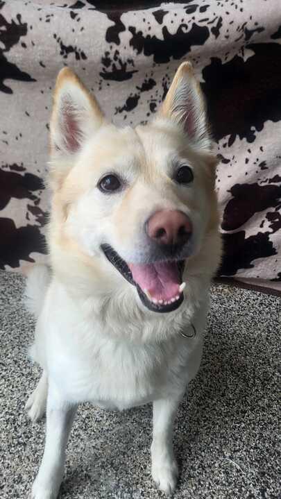 Enlarge Gunner, an adopted Mixed Breed in Jackson, MI image 4/6