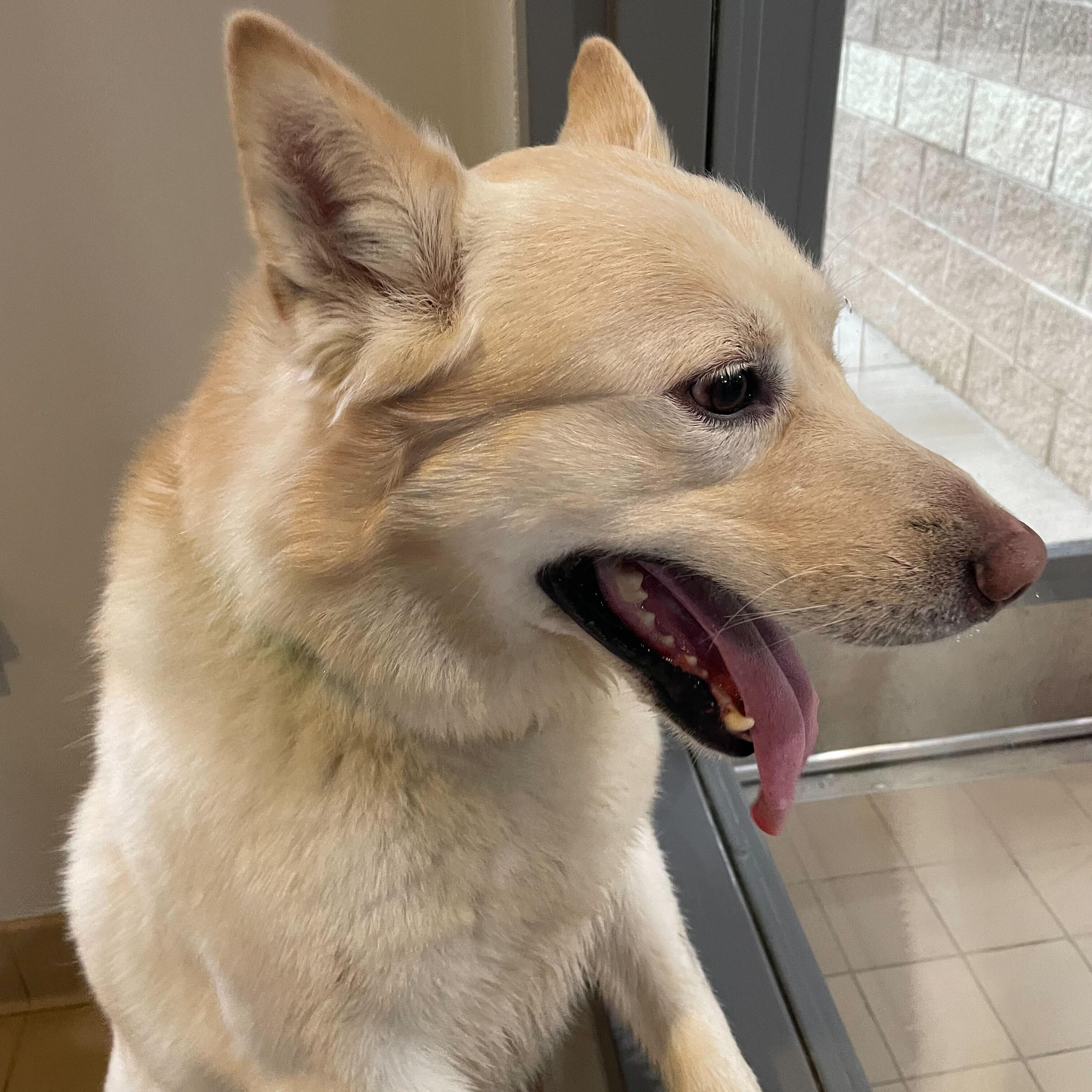 Gunner, a ADOPTABLE Mixed Breed in Jackson, MI image 2/3