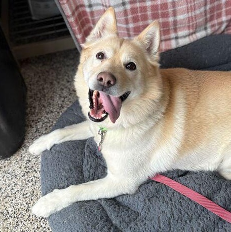 Enlarge Gunner, an adopted Mixed Breed in Jackson, MI image 3/6