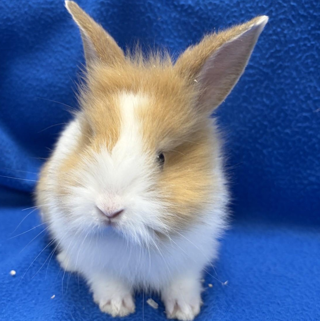 Enlarge Flopsy, a Adoptable Bunny Rabbit in Mississauga, ON image 1/2