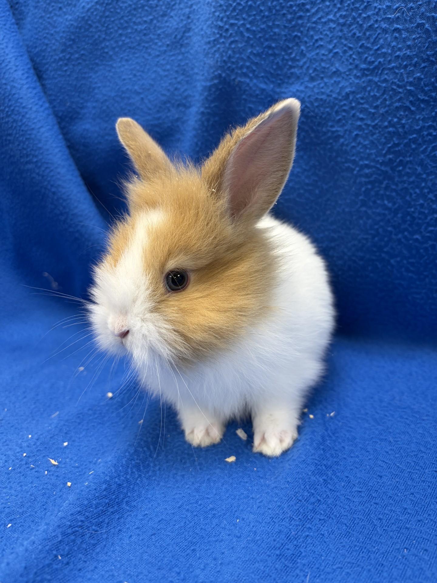 Enlarge Flopsy, a Adoptable Bunny Rabbit in Mississauga, ON image 2/2