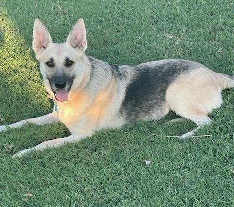 Dutchess, Adoptable, Adult Female German Shepherd Dog.