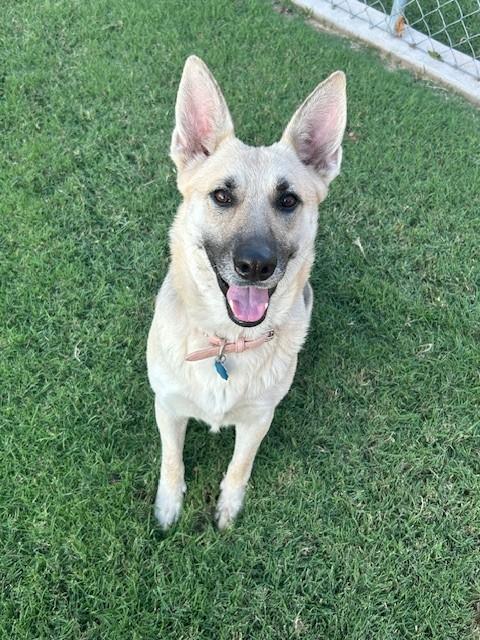 Enlarge Dutchess, a Adoptable German Shepherd Dog in Oklahoma City, OK image 2/2