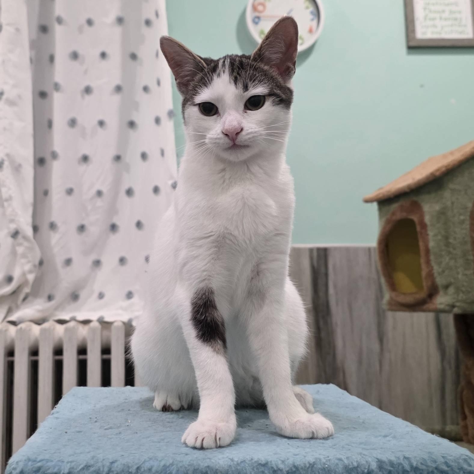 Kirby , a Adoptable mixed breed in Woodbury, NJ image 2/5