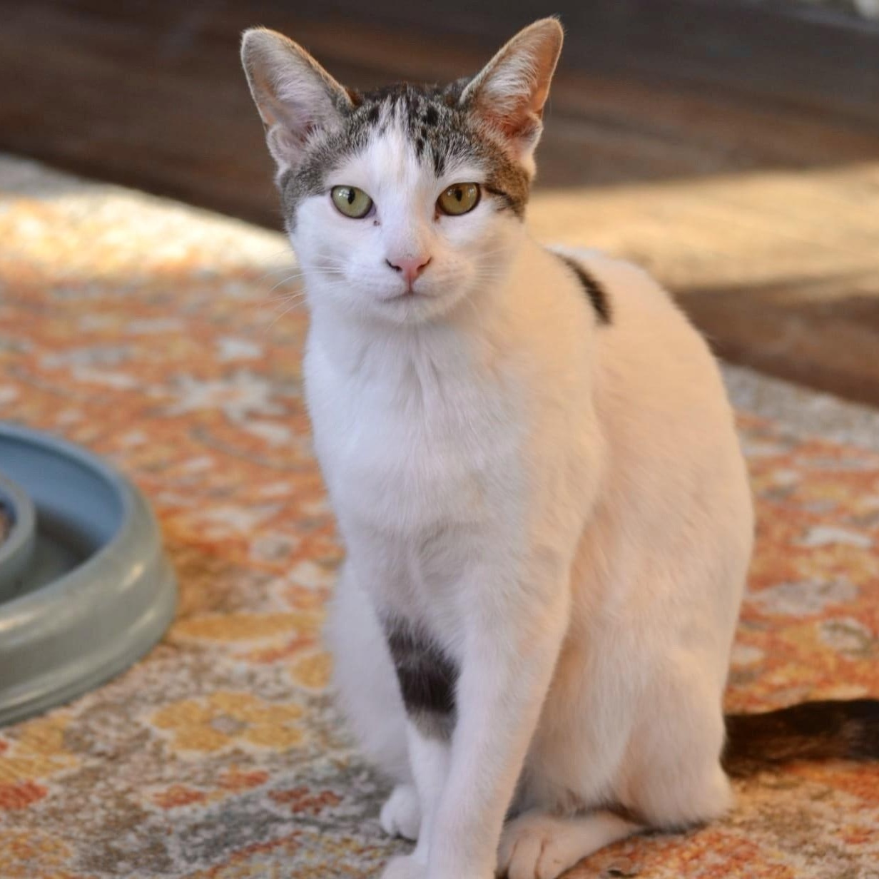 Kirby , a Adoptable mixed breed in Woodbury, NJ image 4/5