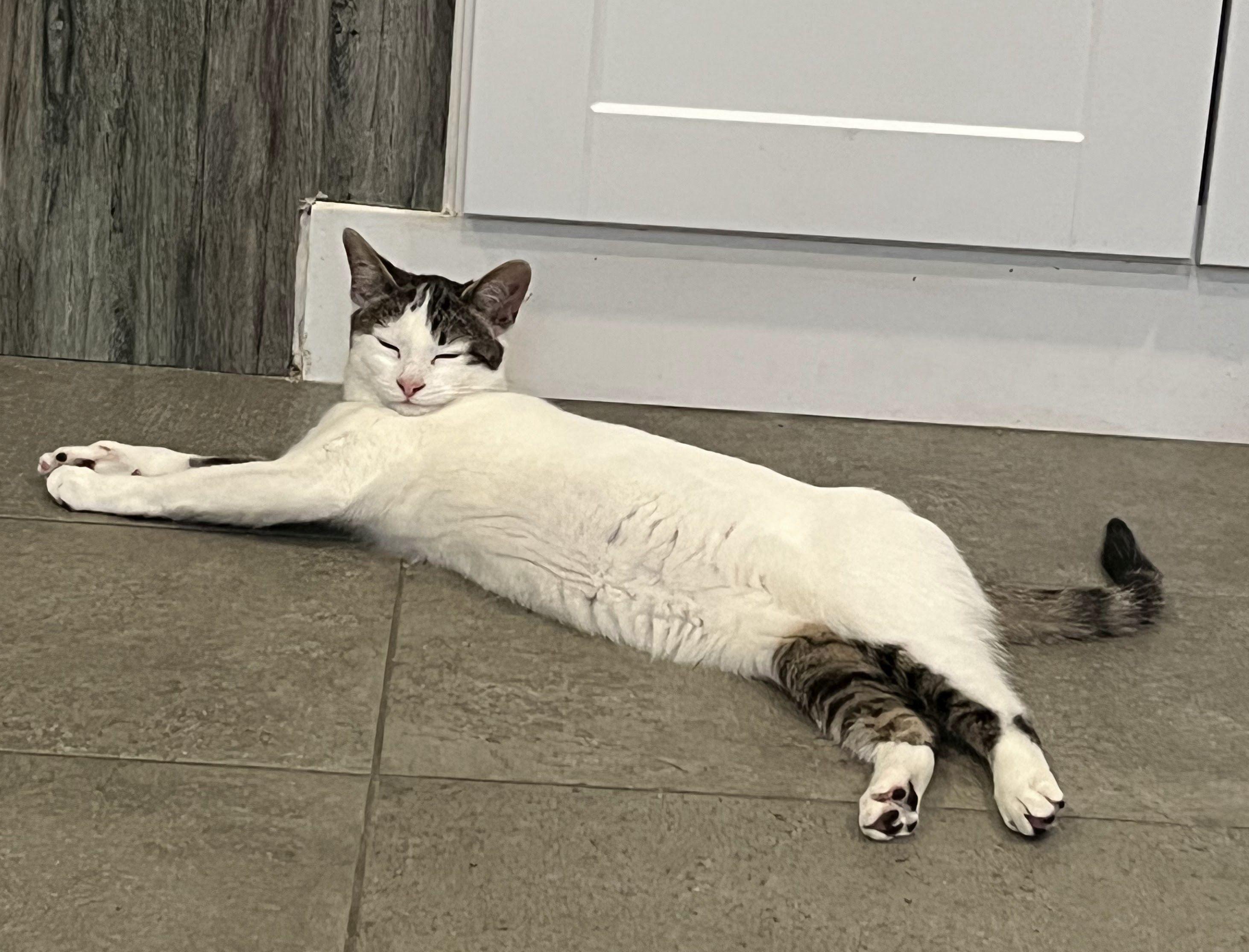 Kirby , a Adoptable mixed breed in Woodbury, NJ image 5/5