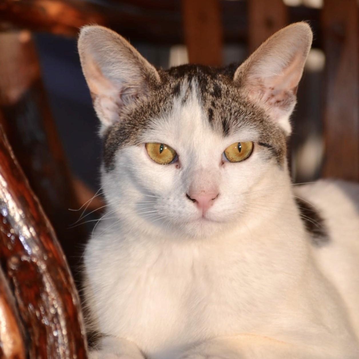 Kirby , Adoptable, Young Female Domestic Short Hair.