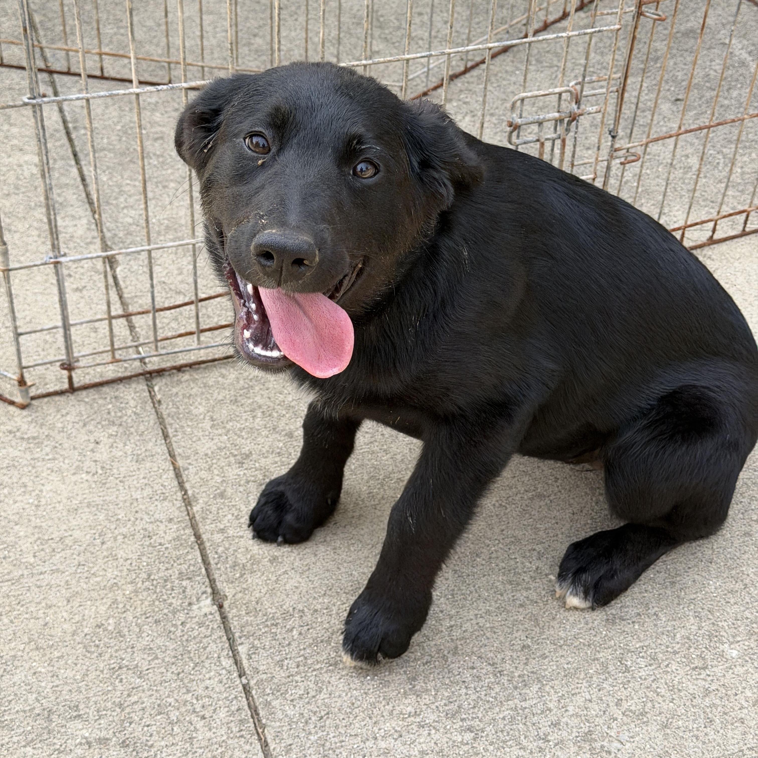 Enlarge Francesca, a ADOPTABLE mixed breed in Jeffersonville, IN image 2/3