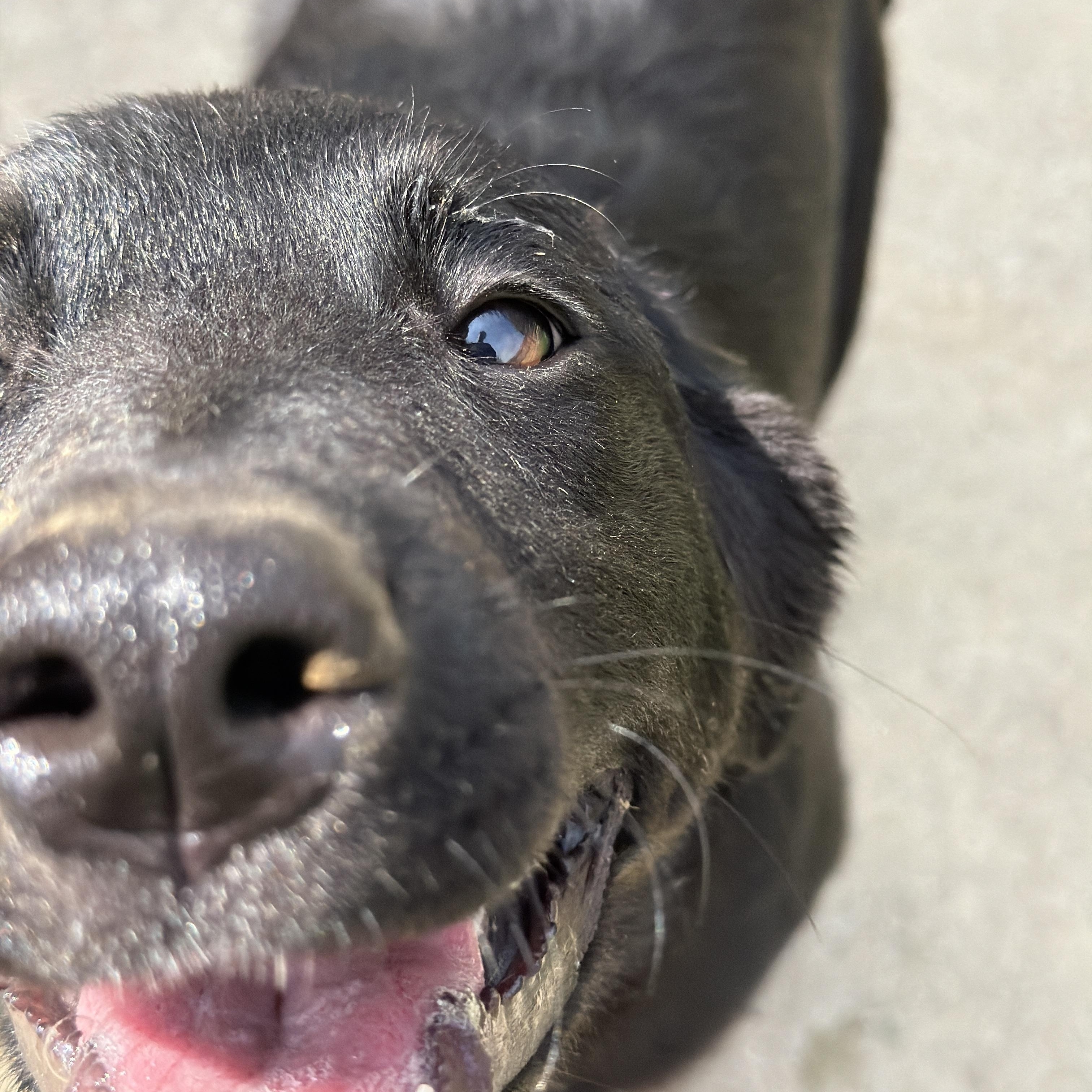 Enlarge Francesca, a ADOPTABLE mixed breed in Jeffersonville, IN image 3/3