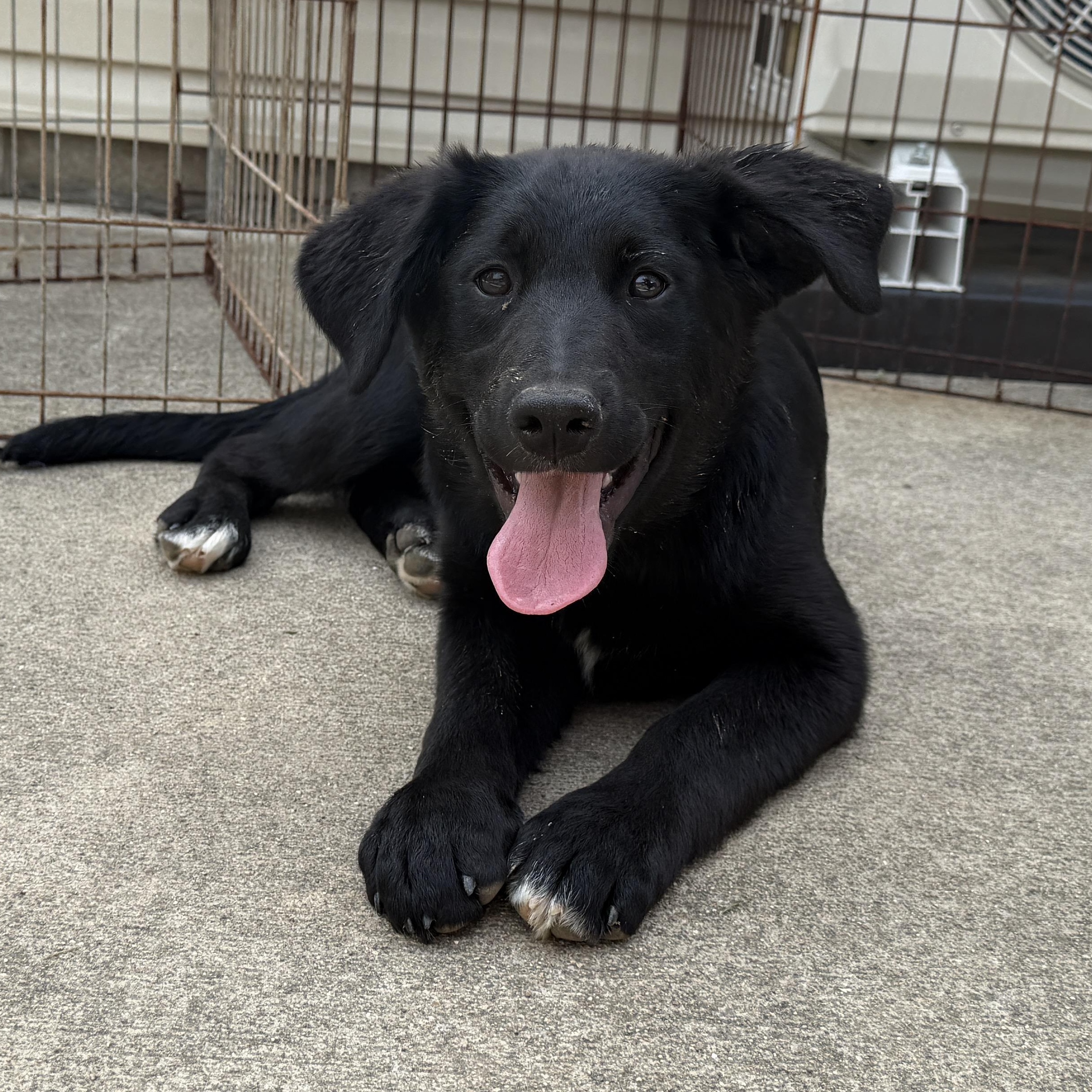 Enlarge Francesca, a ADOPTABLE mixed breed in Jeffersonville, IN image 1/3