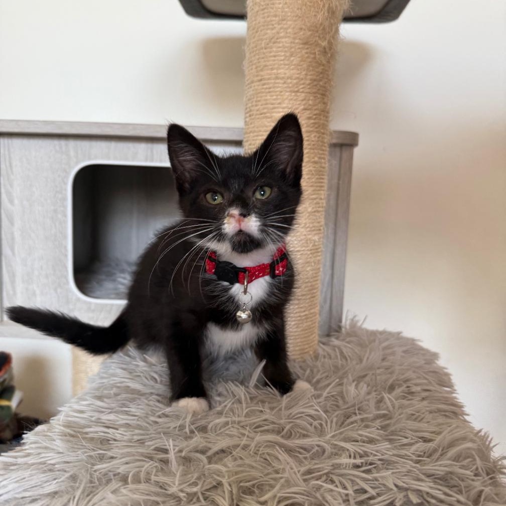 FREDDY, a Adoptable Domestic Short Hair in Ontario, CA image 3/5