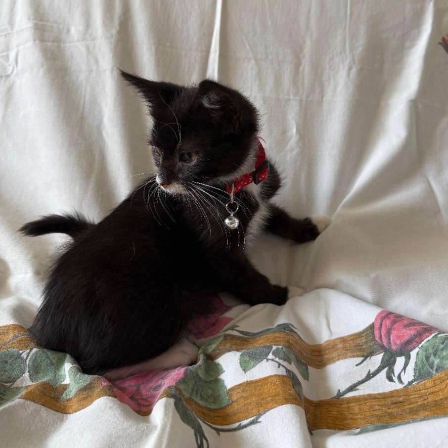 FREDDY, a Adoptable Domestic Short Hair in Ontario, CA image 5/5