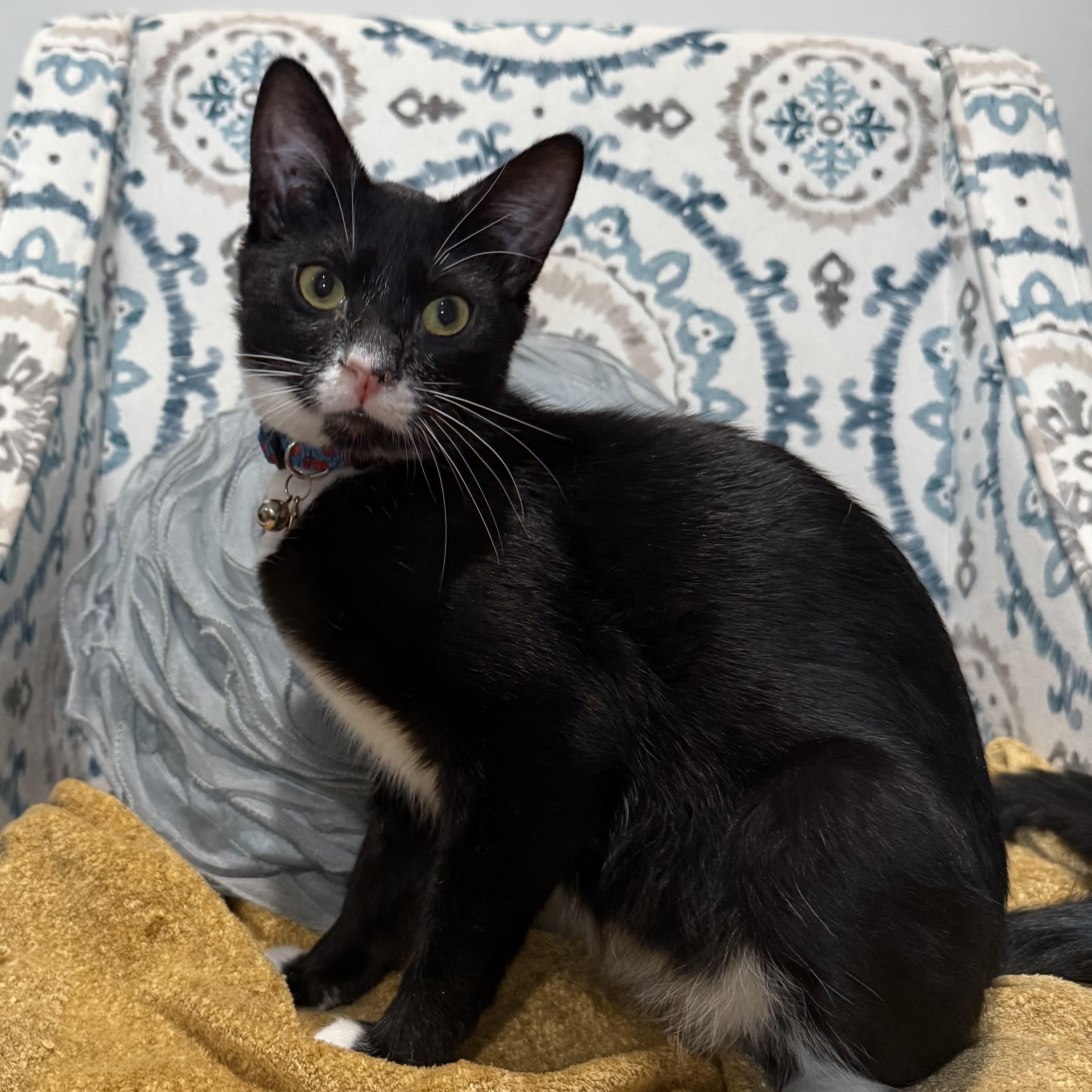 FREDDY, Adoptable, Young Male Domestic Short Hair.