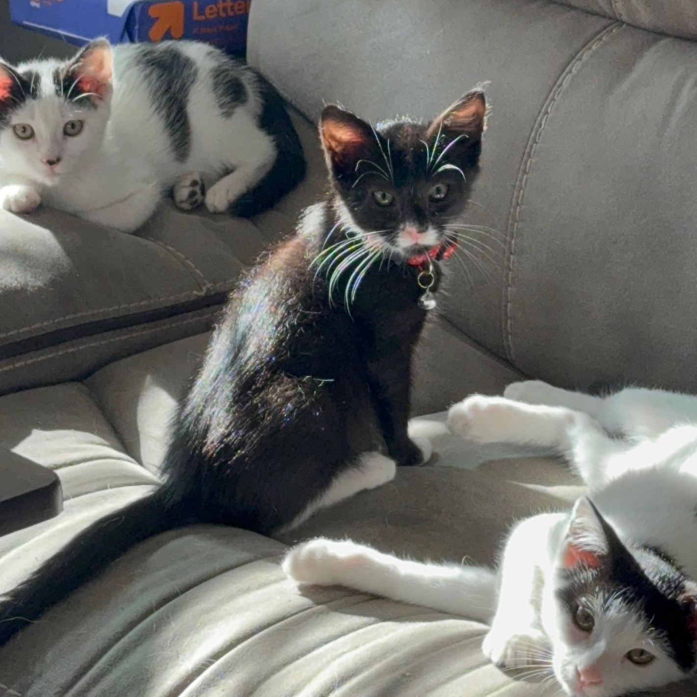 FREDDY, a Adoptable Domestic Short Hair in Ontario, CA image 2/5